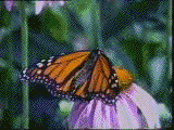 [Monarch picture]