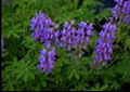 [Lupine picture]