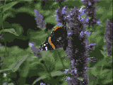 [Red Admiral picture]