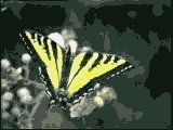 [Tiger Swallowtail picture]